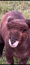Rare breed coloured for sale  OTLEY