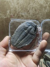 trilobite d'occasion  Expédié en Belgium