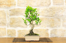 Bonsai ficus retusa usato  Giovinazzo