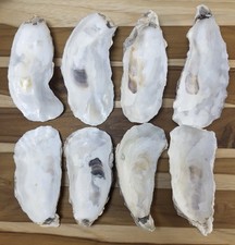 Narrow oyster shells for sale  North Bend