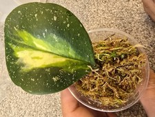 Hoya obovata variegated for sale  SLOUGH