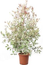 Photinia fraseri pink usato  Agliana