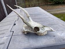 roe deer antlers for sale  BRENTWOOD