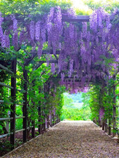 Purple wisteria tree for sale  Mcminnville