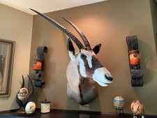 african east taxidermy for sale african east taxidermy for sale Warner Springs