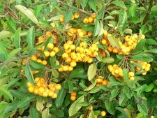 Pyracantha soleil firethorn for sale Pyracantha soleil firethorn for sale  STOKE-ON-TRENT
