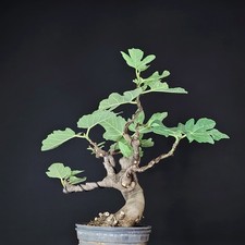 bonsai fico usato bonsai fico usato Cison di Valmarino