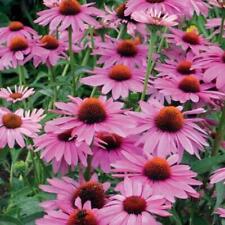 Echinacea purpurea primadonna for sale  UK