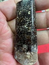 Geological enterprises cretace for sale  Ardmore