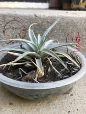 Small garden plants for sale  Thousand Oaks