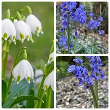 English bluebell giant for sale  LEICESTER