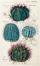 Dietrich kaktus melocactus gebraucht kaufen  Berlin