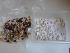 Inserti decorativi conchiglie usato  Italia