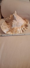 Conchiglia grande fossile usato  Roma