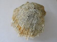 spondylus for sale  Mayodan