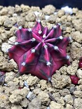 Gymnocalycium mihanovichii bla for sale  CAMBERLEY