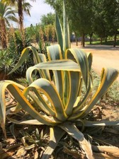 Agave americana marginata usato  Italia