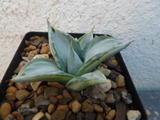 Agave isthmensis ohi for sale  PLYMOUTH