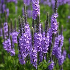 Hoary vervain seeds for sale  Deltona