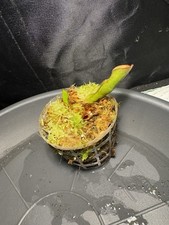Heliamphora folliculata usato  Spedire a Italy