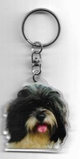 Lhassa apso chien d'occasion  Concarneau
