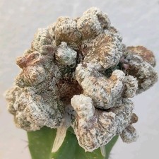 Astrophytum myriostigma coral usato  Lecce