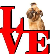 Brussels griffon dog for sale  Pottstown