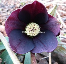 Helleborus hellebore metallic for sale  UK