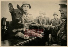 FOTO HISTÓRICA ALEMÃ SOLDADOS COM CACHORRO PASTOR comprar usado  Enviando para Brazil