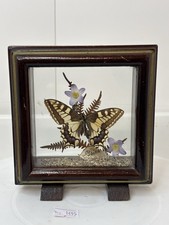 Vintage taxidermy swallowtail for sale  NORWICH