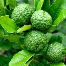 Kaffir lime grafted for sale  Plant City