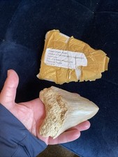 Meglodon shark tooth for sale  BRIGG