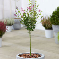 Syringa palibin tree for sale  UK