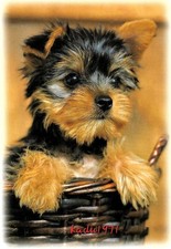 452 yorkshire terrier gebraucht kaufen  Perleberg