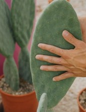 Pianta fico india usato  Lecce