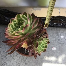 Aeonium green qing for sale  UK