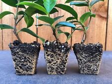 Star jasmine confederate for sale  Rocklin