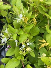 Honeysuckle plant litre for sale  SPALDING