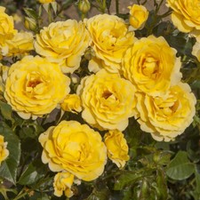 Rose golden wedding for sale  PETERBOROUGH