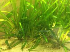 vallis for sale  UK