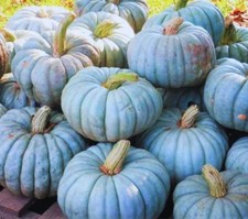 Jarrahdale blue pumpkin for sale  Russell
