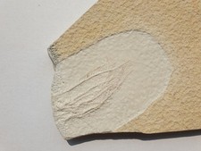 Herrliches comaturella pinnata gebraucht kaufen  Berg b.Neumarkt i.d.OPf.