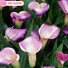 50pcs calla lily for sale  Itasca