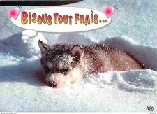 Animaux chiens husky d'occasion  Fruges