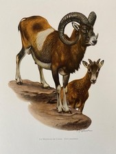 European mouflon animal d'occasion  Expédié en Belgium
