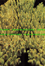 L270368 australia. acropora for sale  WARLINGHAM