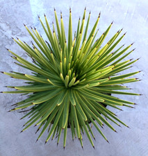 3 agave for sale 3 agave for sale San Marcos