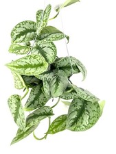 Pothos silver splash for sale  Castaic