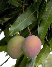 Jakarta mango grafted for sale  Fort Lauderdale