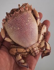 Curiosité taxidermie crabe d'occasion Curiosité taxidermie crabe d'occasion  Montpellier-